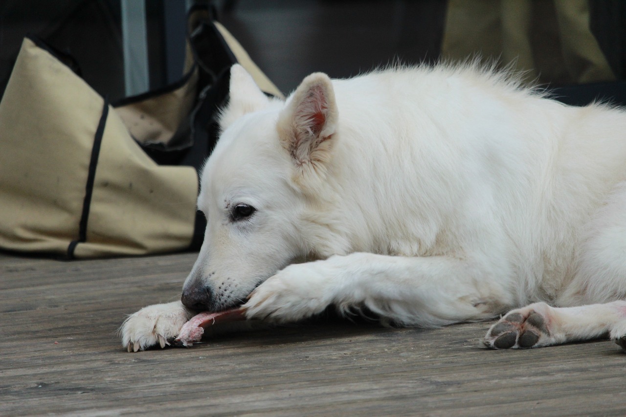 swiss white shepherd  dog  animals free photo