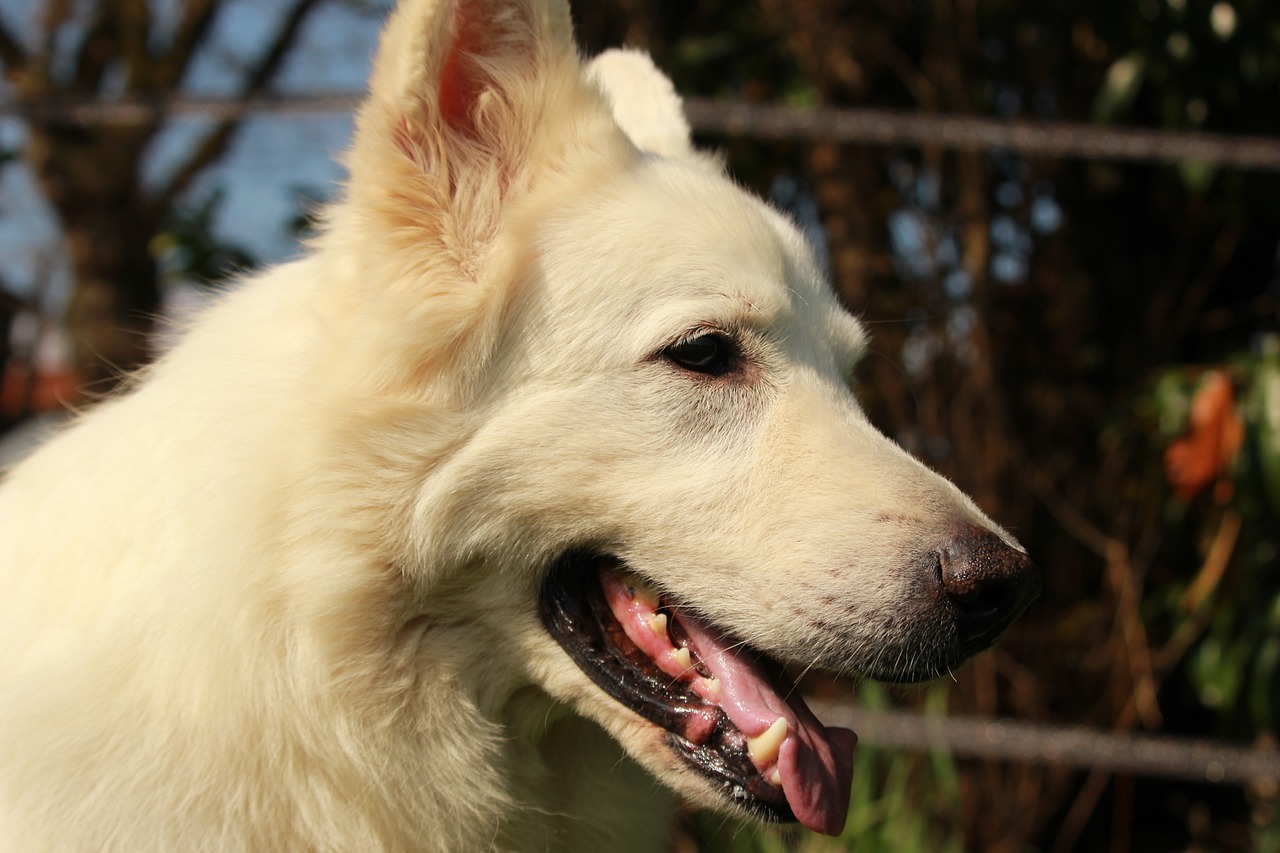 swiss white shepherd  dog  animal free photo