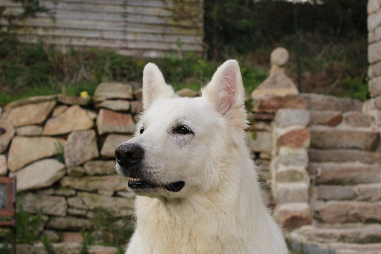 swiss white shepherd  animals  dog free photo