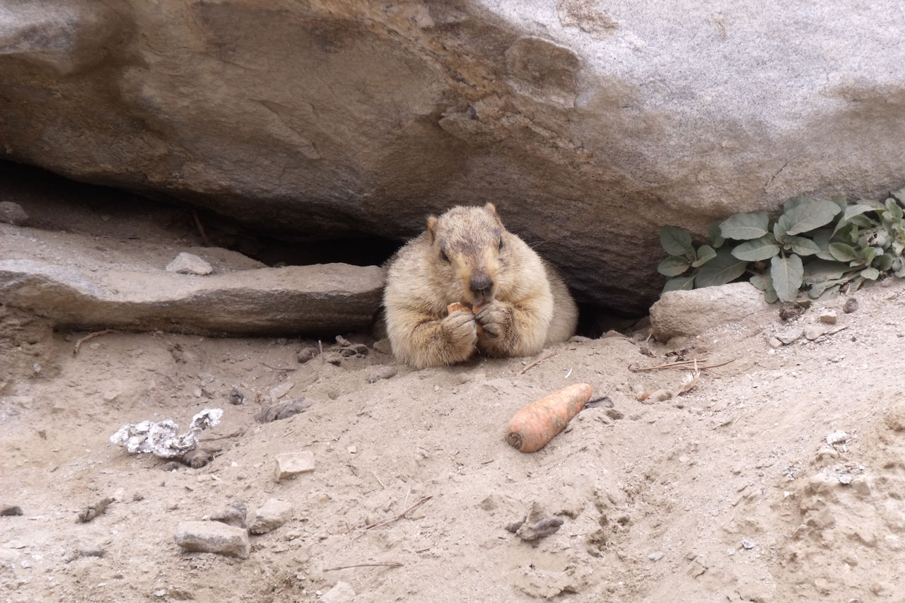 marmot rodent himalayas free photo
