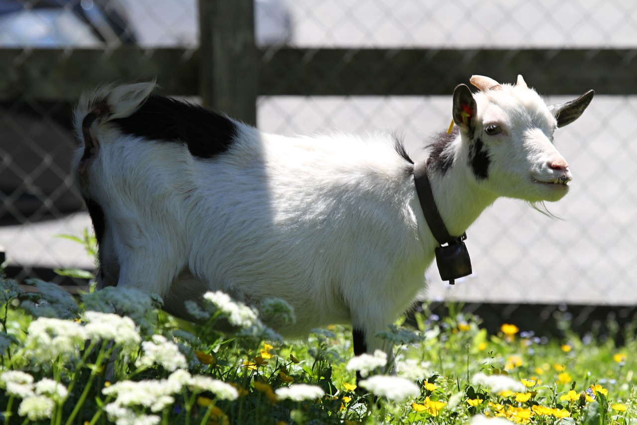 switzerland goat animal free photo