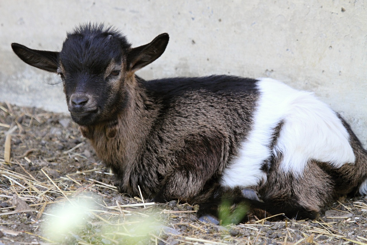 switzerland goat goat baby free photo