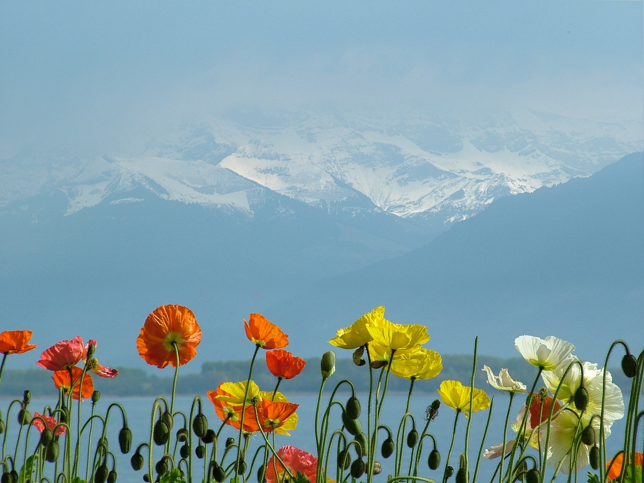 switzerland lake geneva poppies free photo