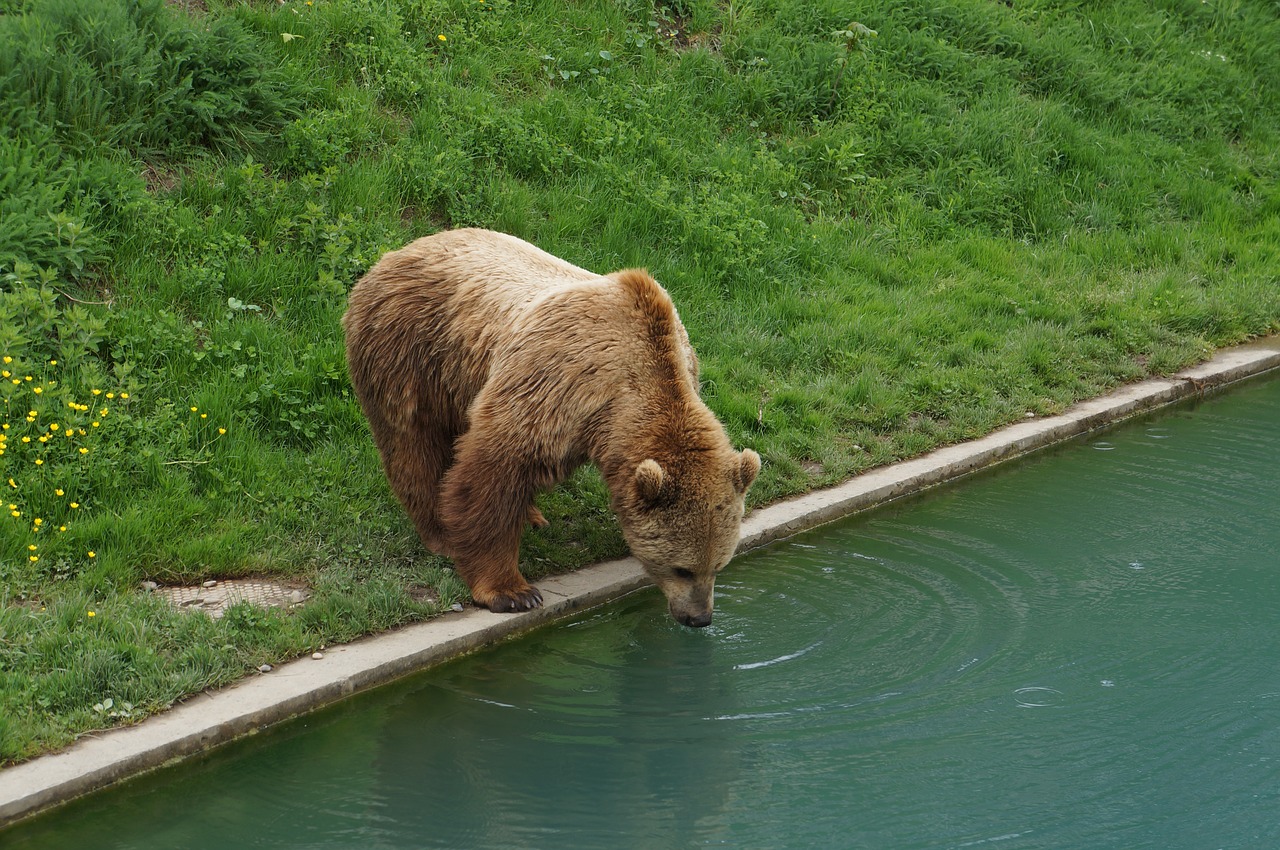 switzerland the bear drink water free photo