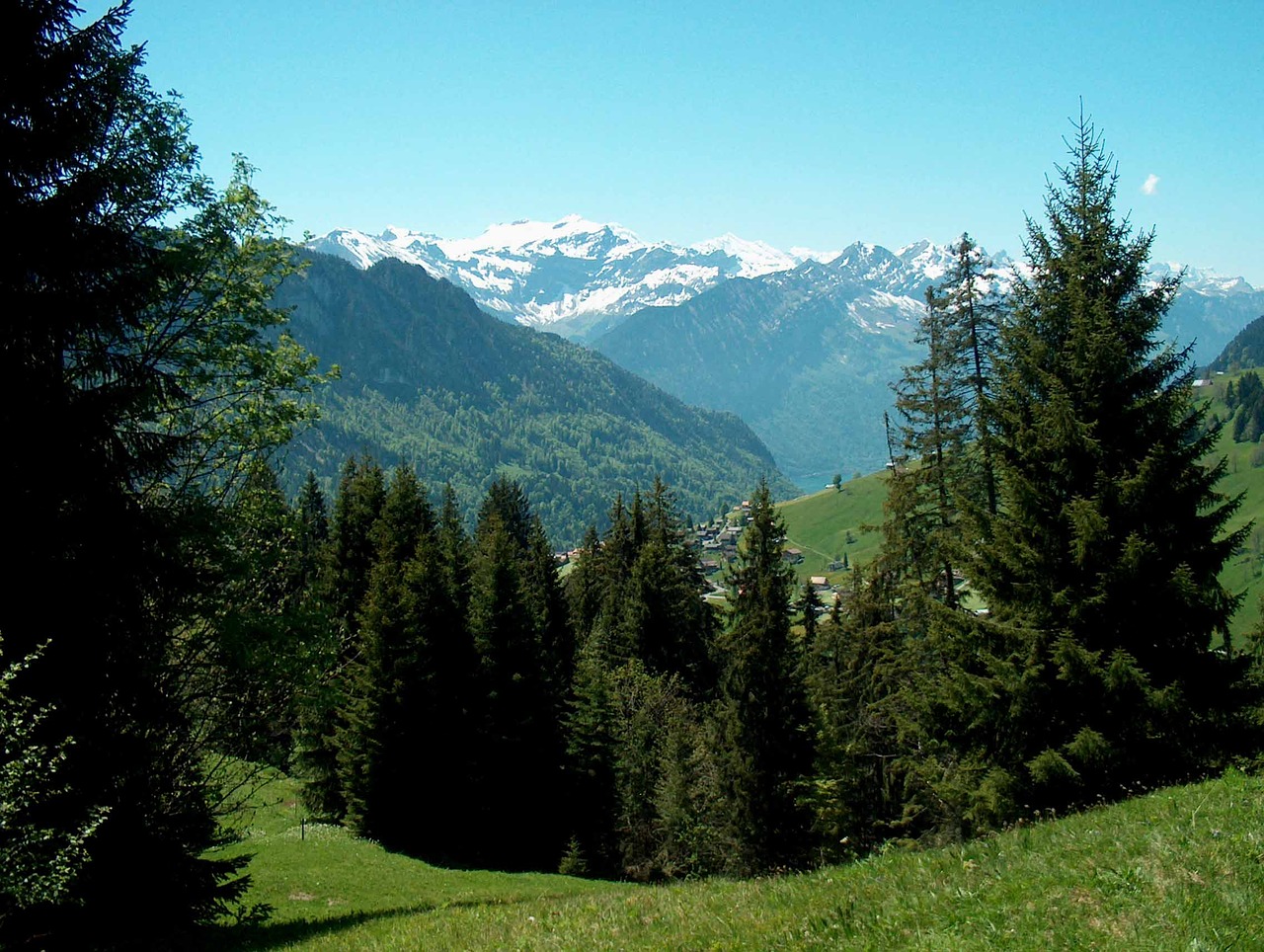 switzerland snow trees free photo