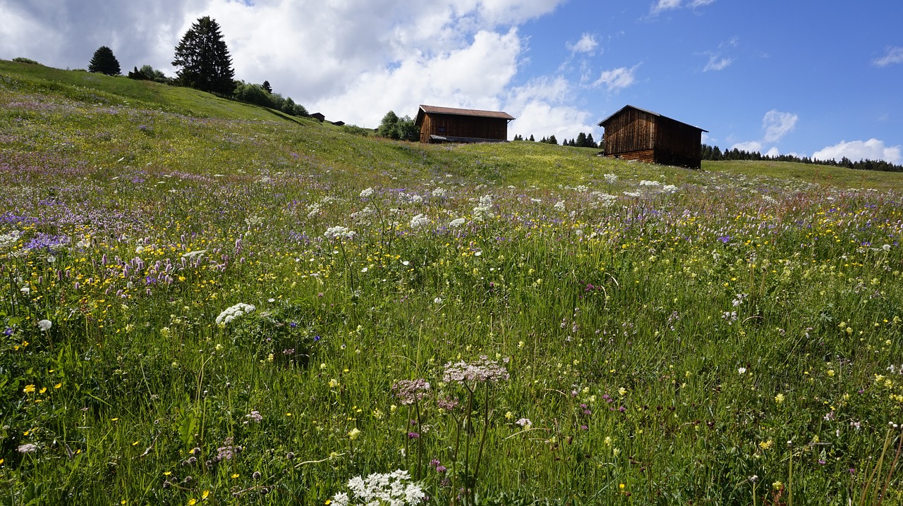 switzerland meadow alpine free photo