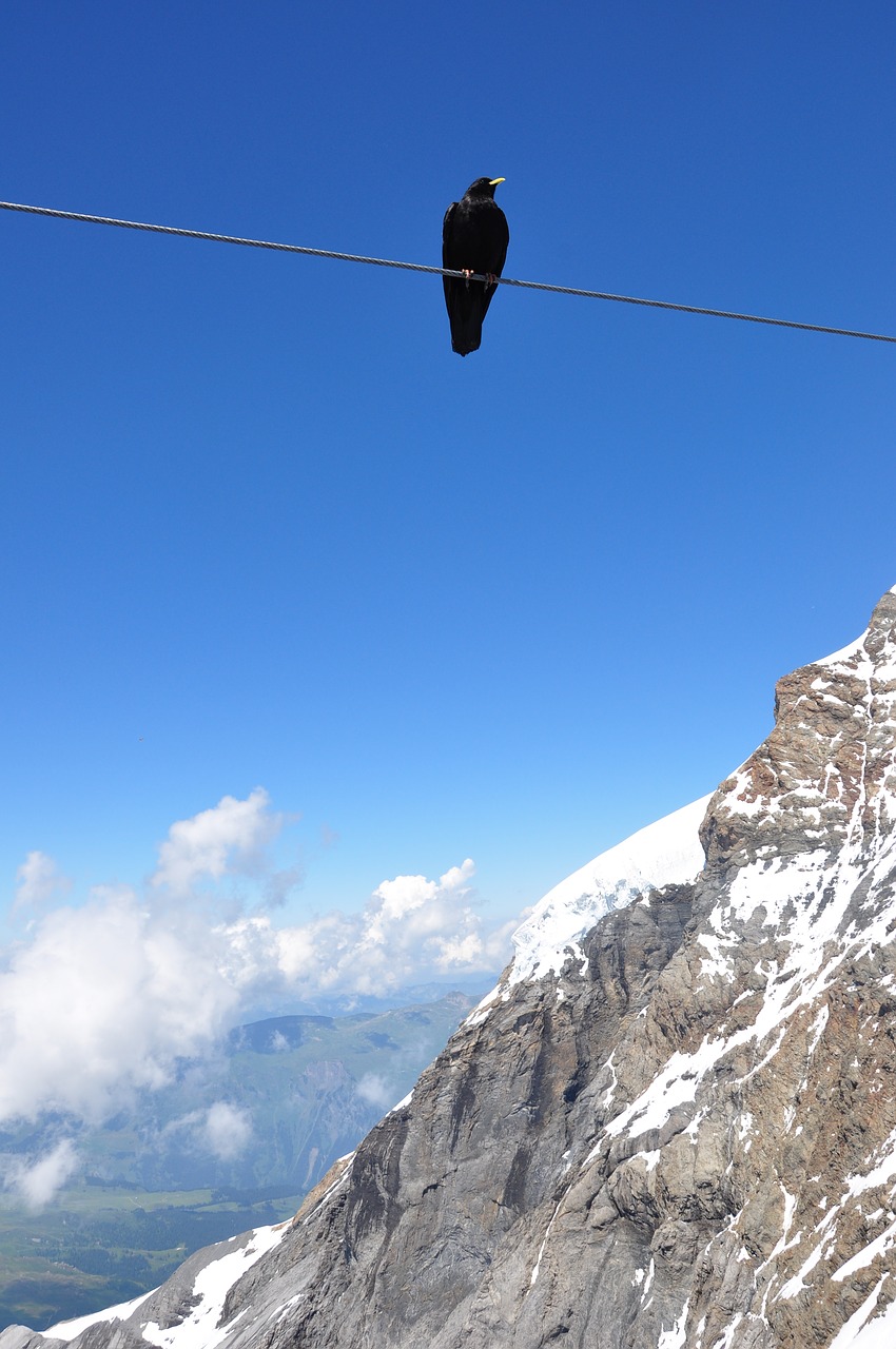 switzerland blue alpenkauw free photo