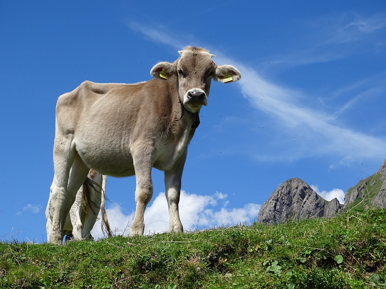 switzerland cow alpine free photo