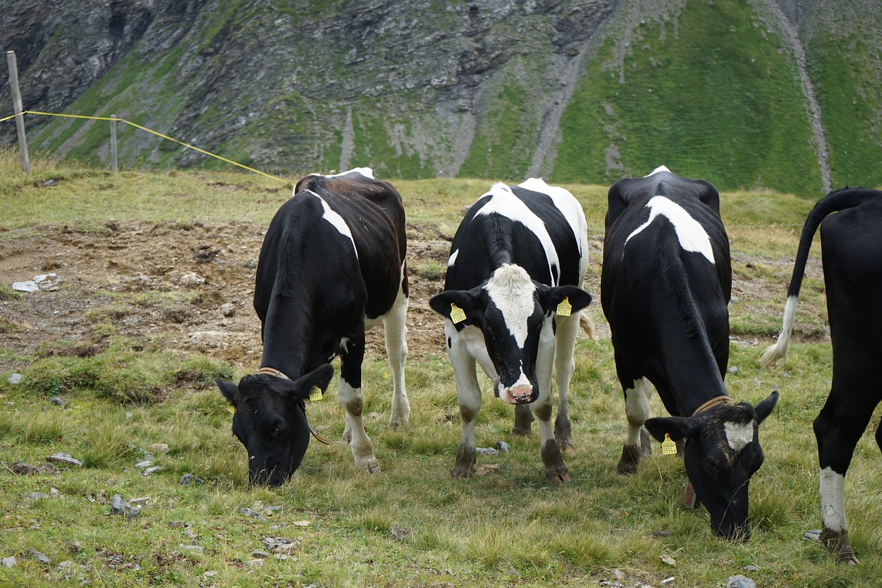 switzerland hiking mountains free photo