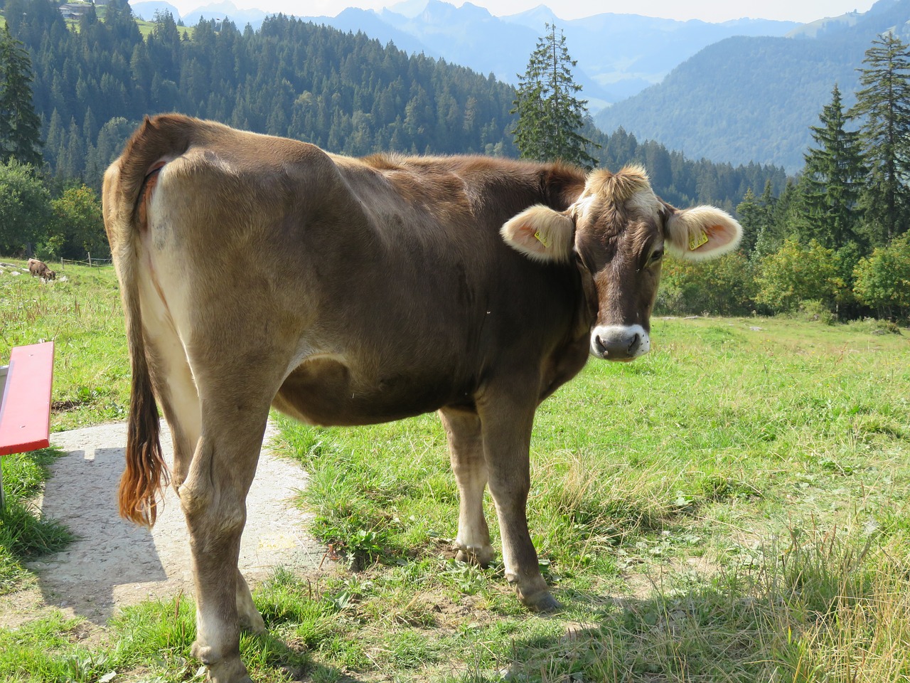 switzerland cow nature free photo