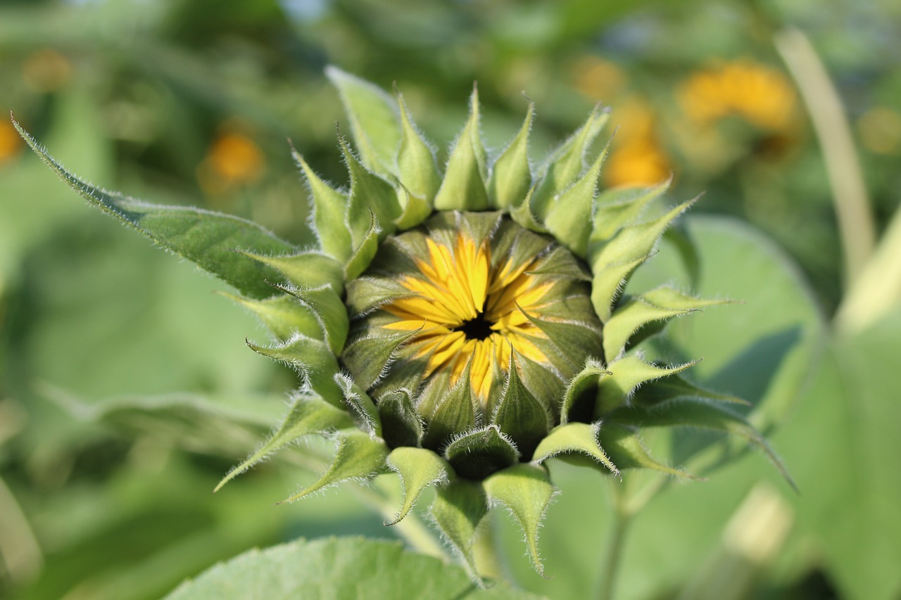 switzerland sun flower nature free photo