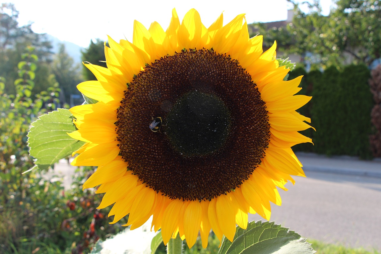 switzerland sun flower free photo