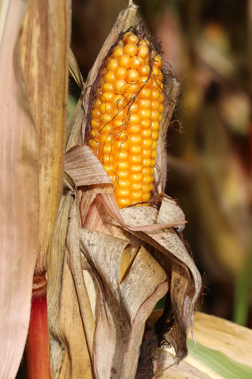 switzerland field corn free photo