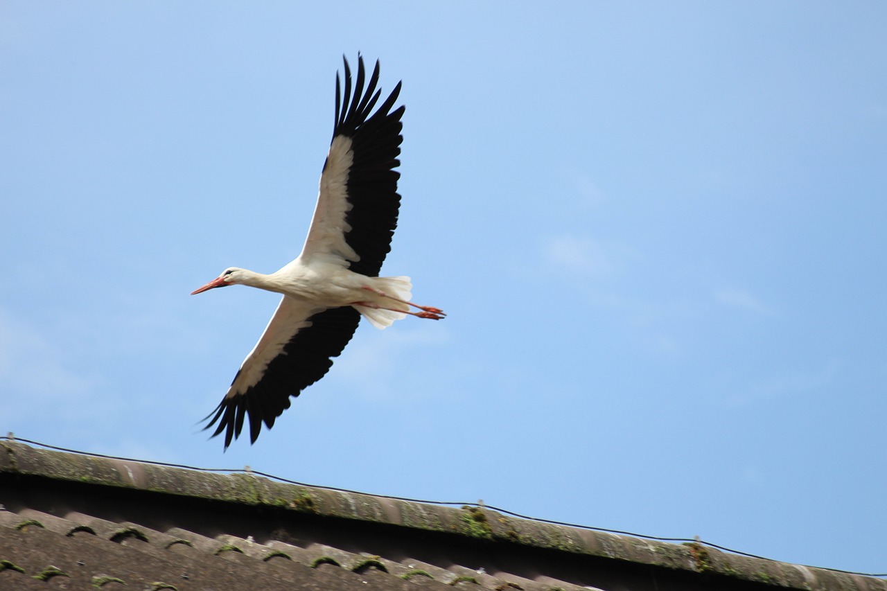 switzerland nature stork free photo