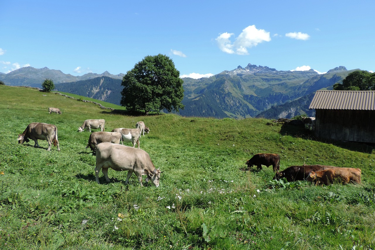 switzerland  alps  landscape free photo