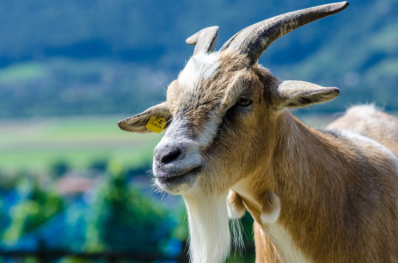 switzerland  heidi country  goat free photo