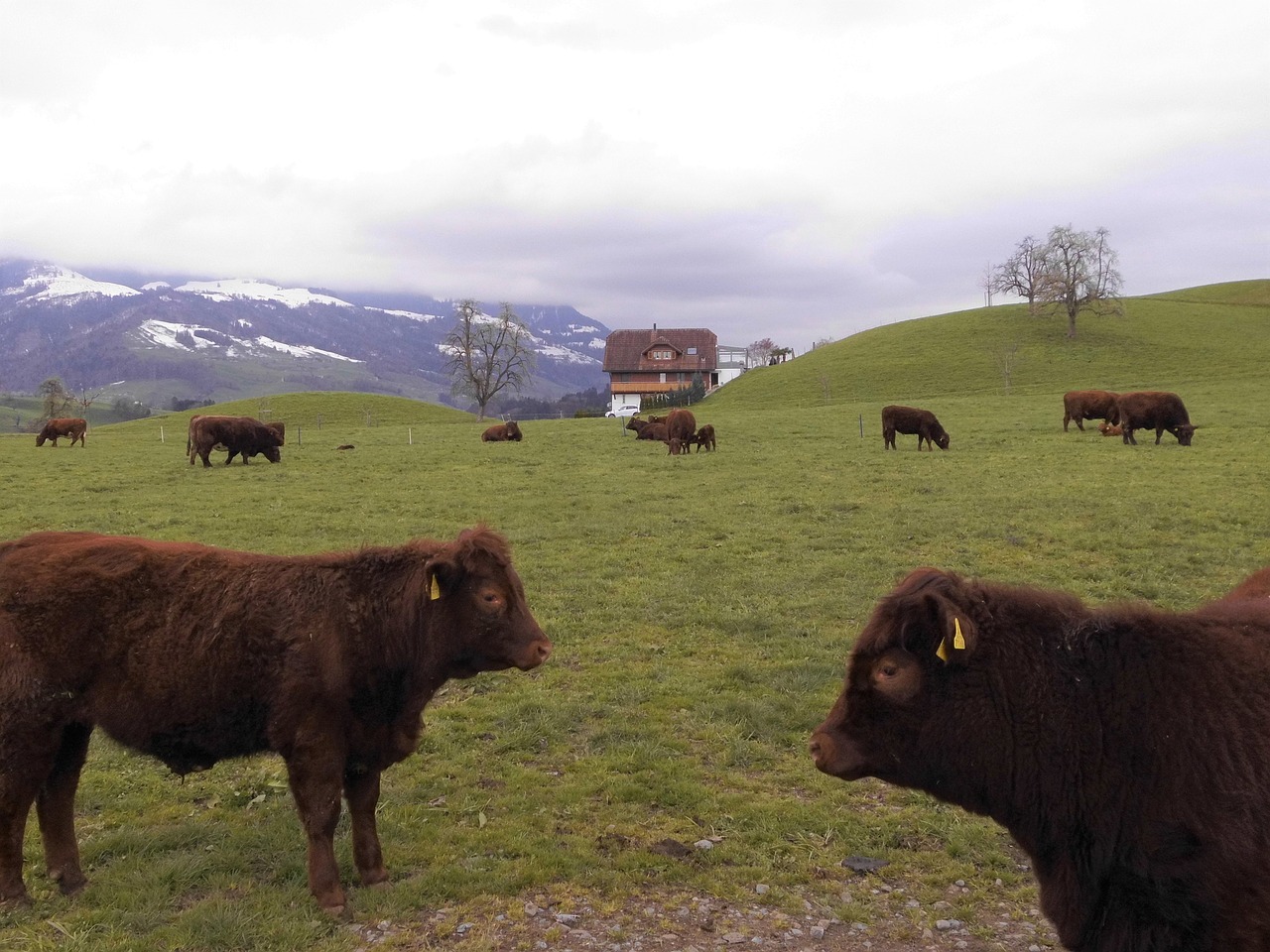 switzerland  cows  alpine free photo