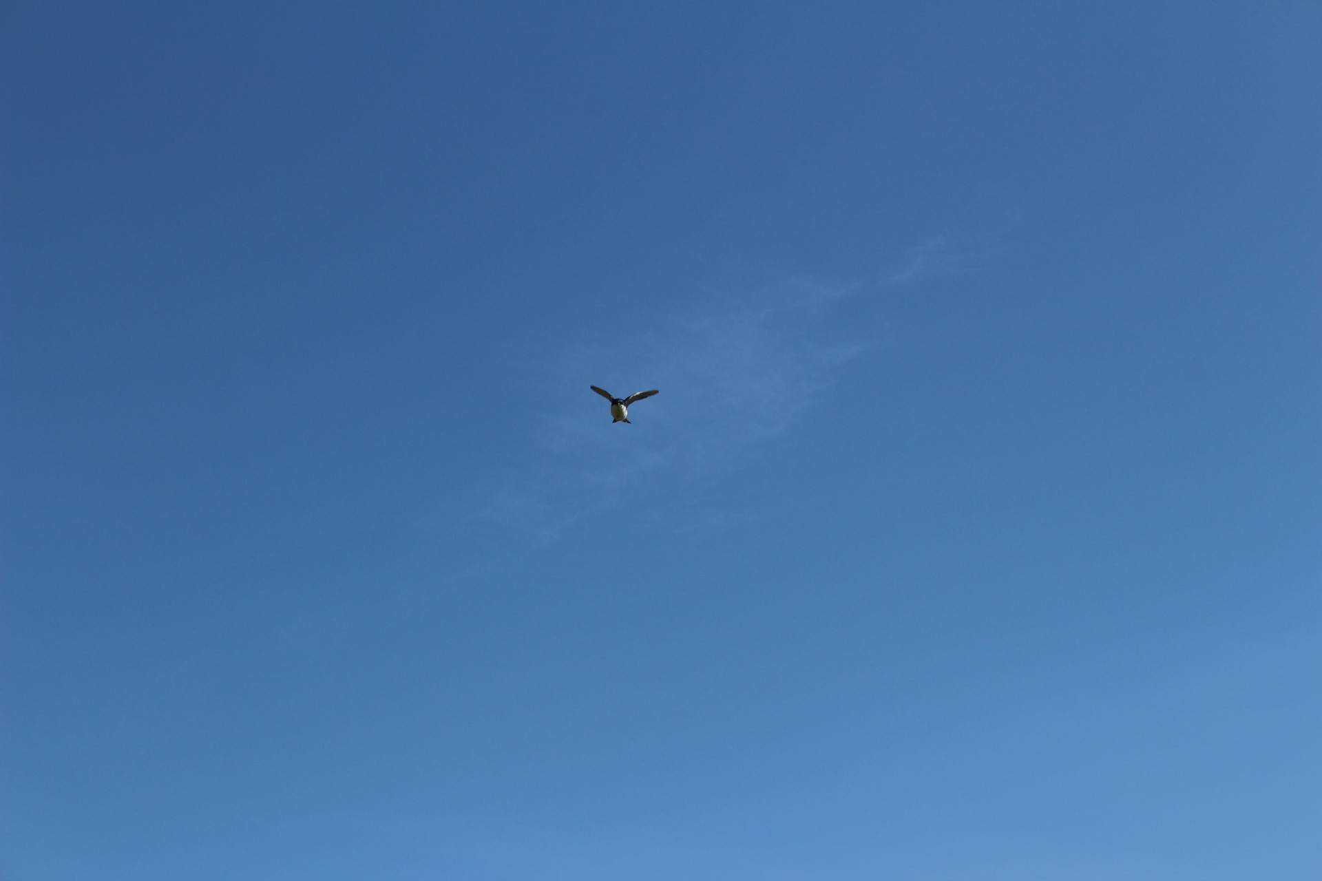 swooping swallow bird free photo