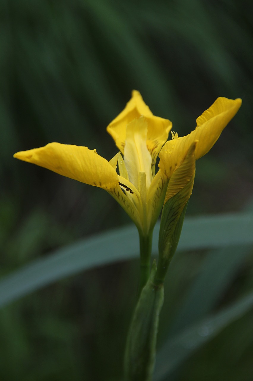 sword lily yellow flower free photo