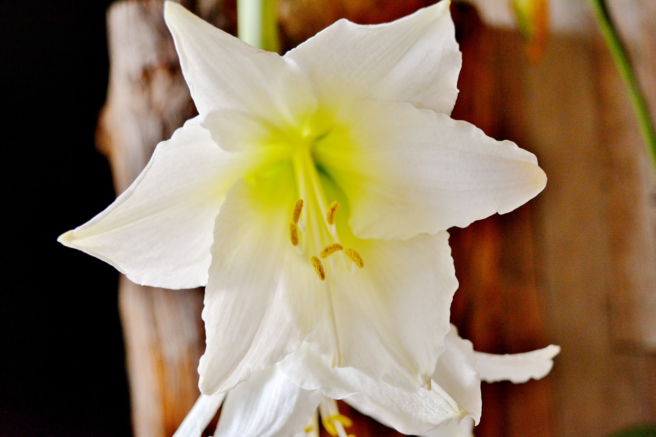 sword lily flower plant free photo