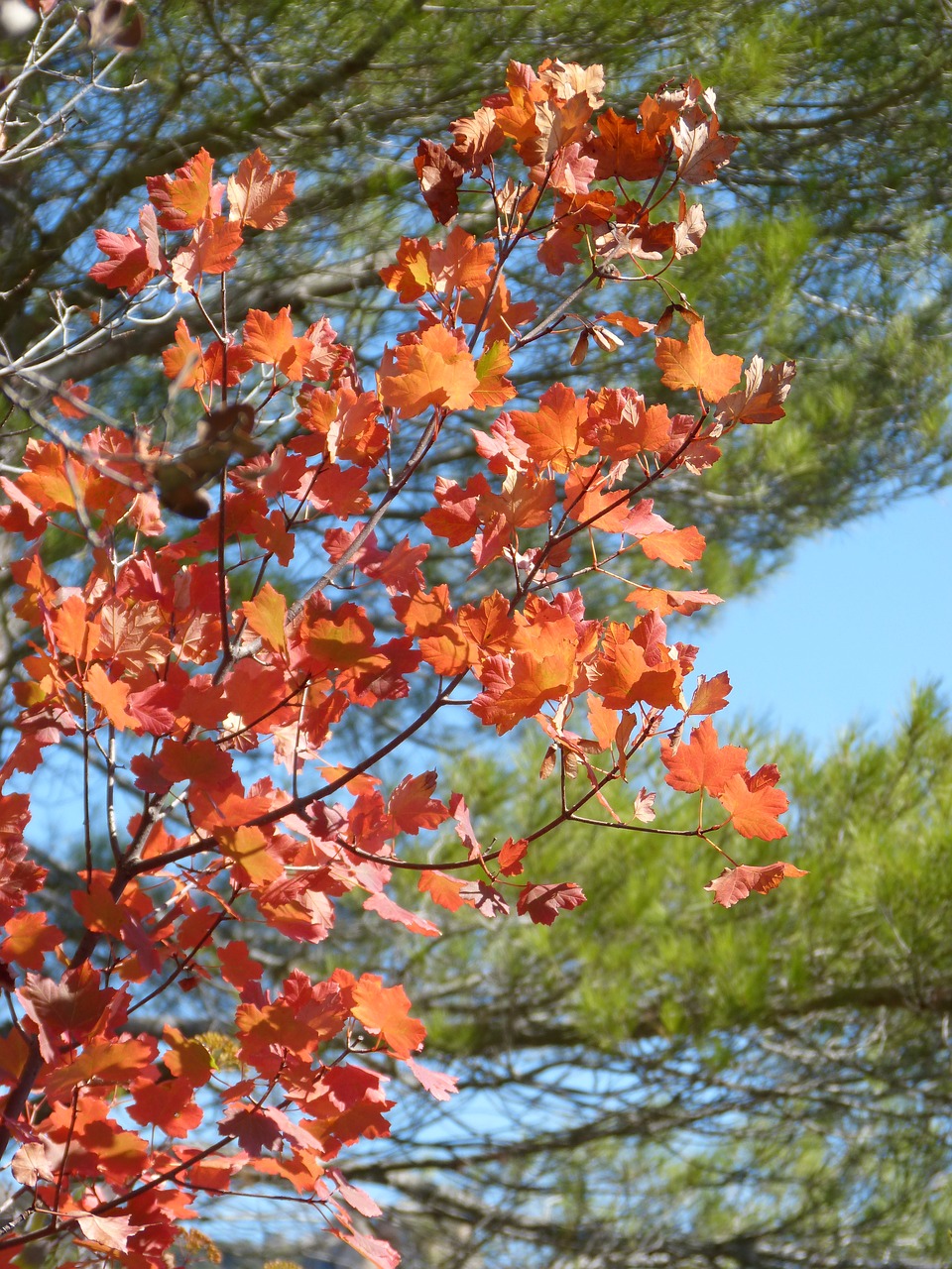 sycamore red leaves autumn free photo