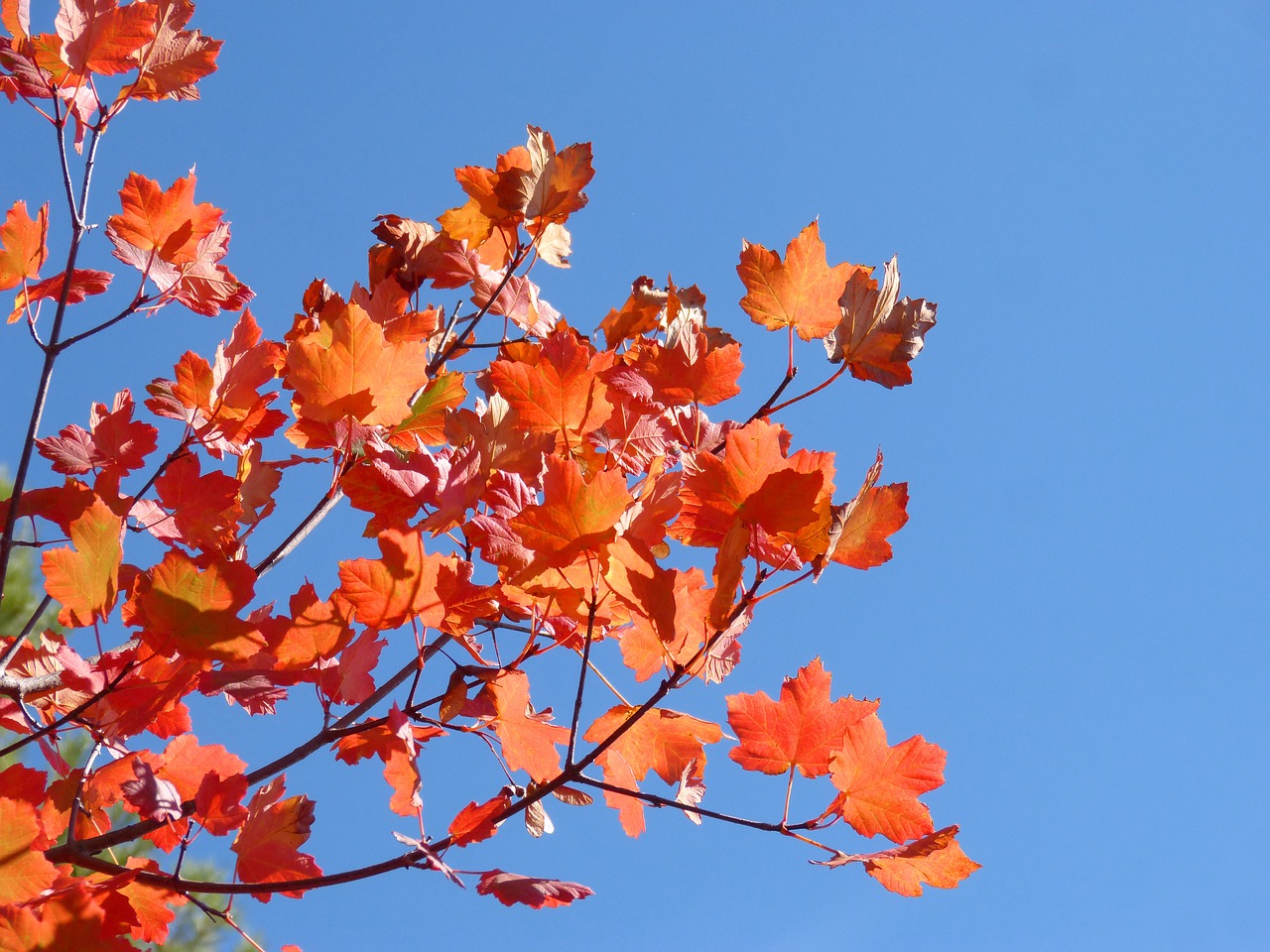 sycamore red leaves autumn free photo