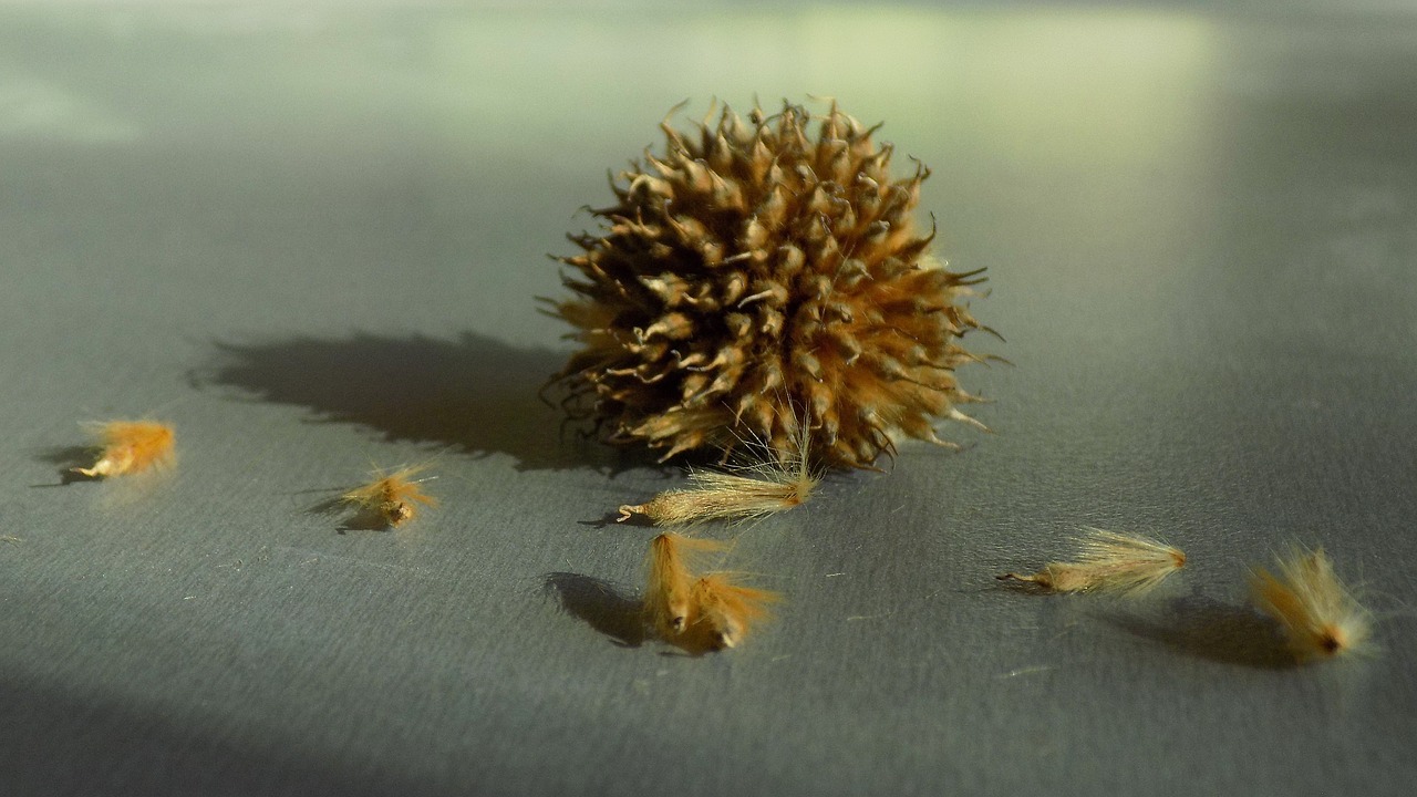 sycamore  seeds  fruit free photo