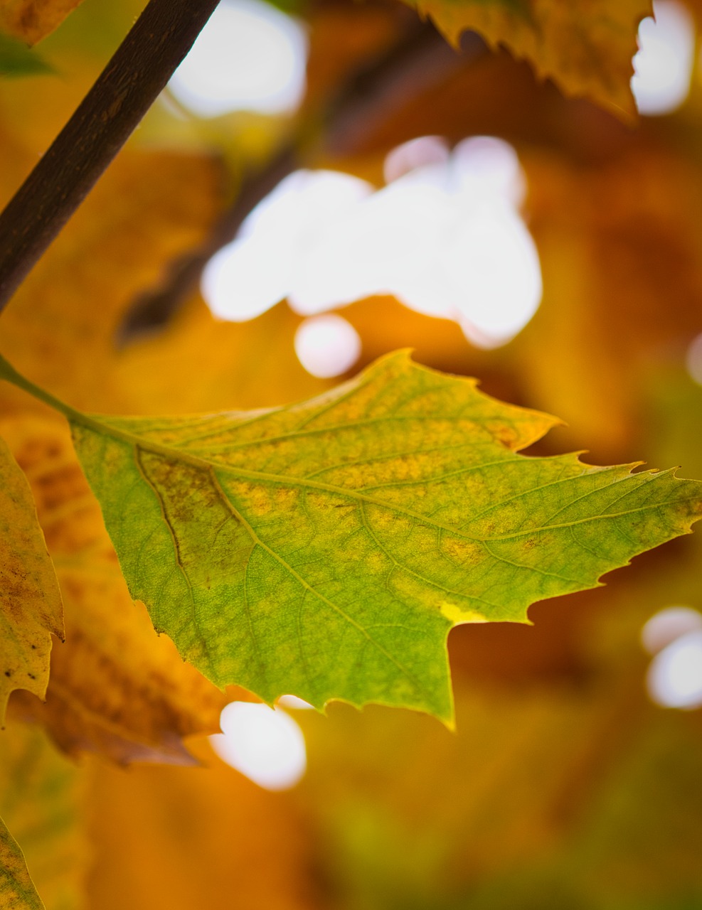 sycamore  leaf  background free photo