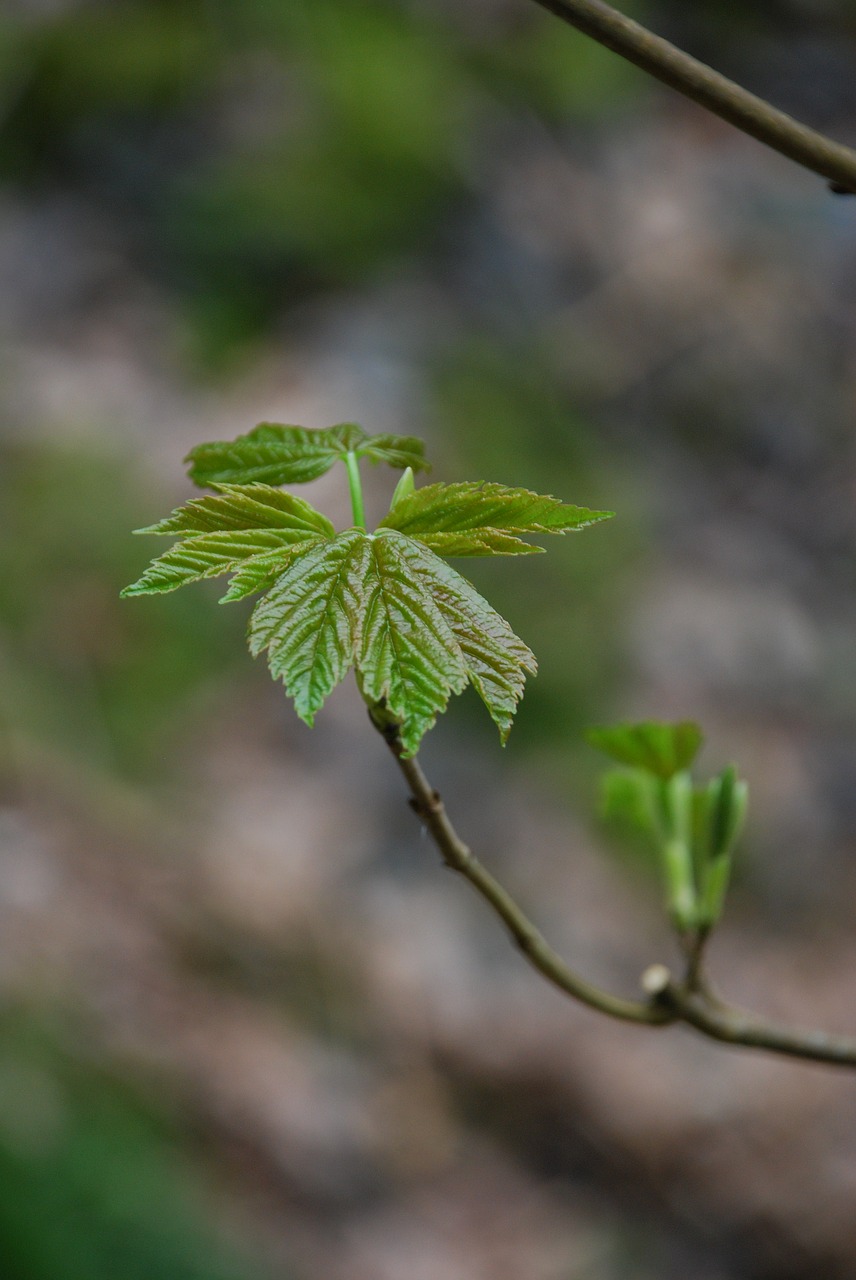 sycamore  sapling  bud free photo