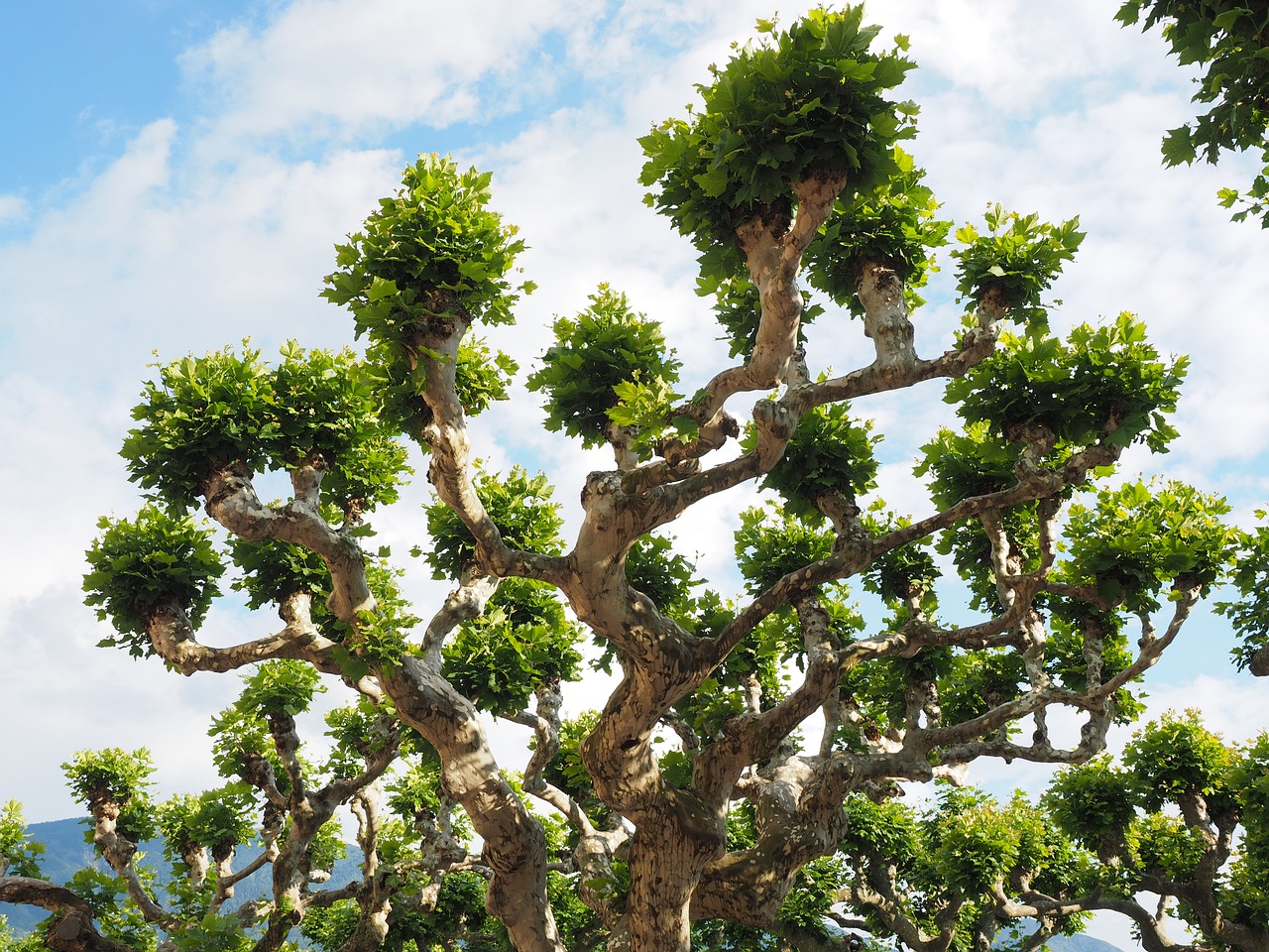 sycamore  tree  branch free photo