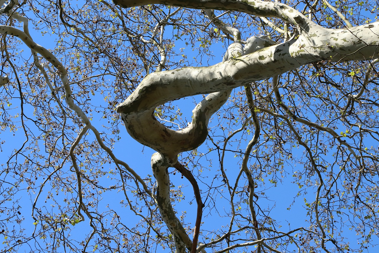 sycamore  tree  branches free photo