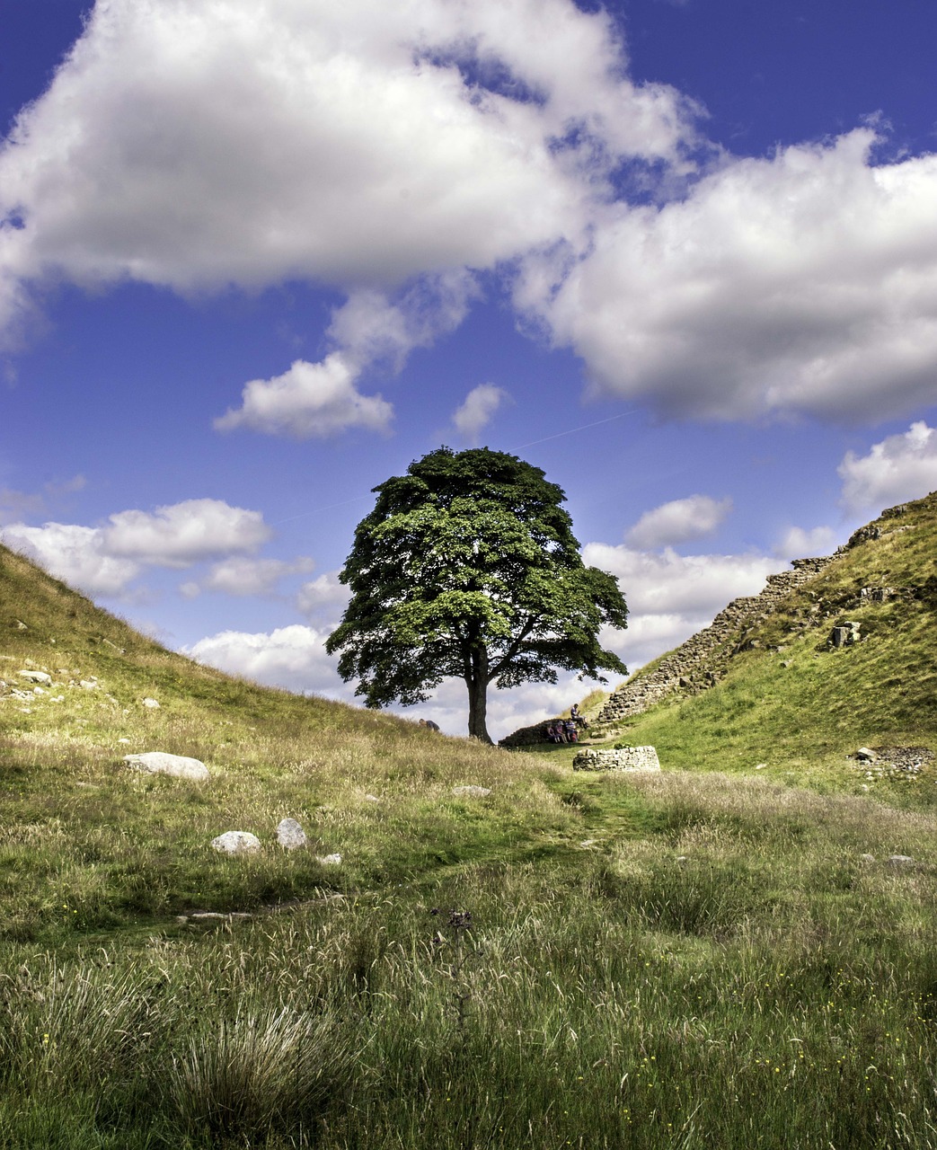 sycamore gap robin hood northumberland free photo