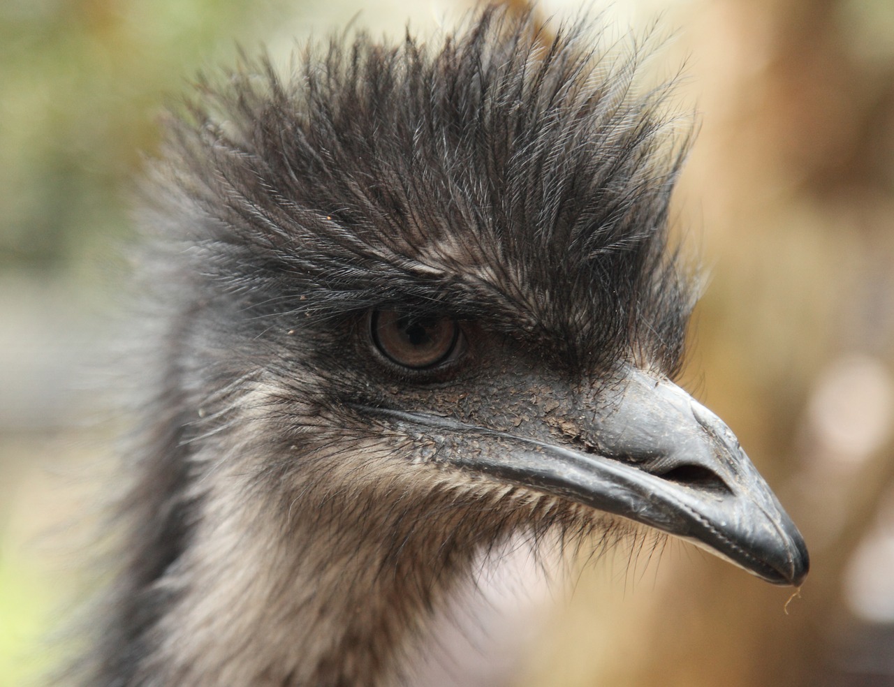 emu animal bird free photo