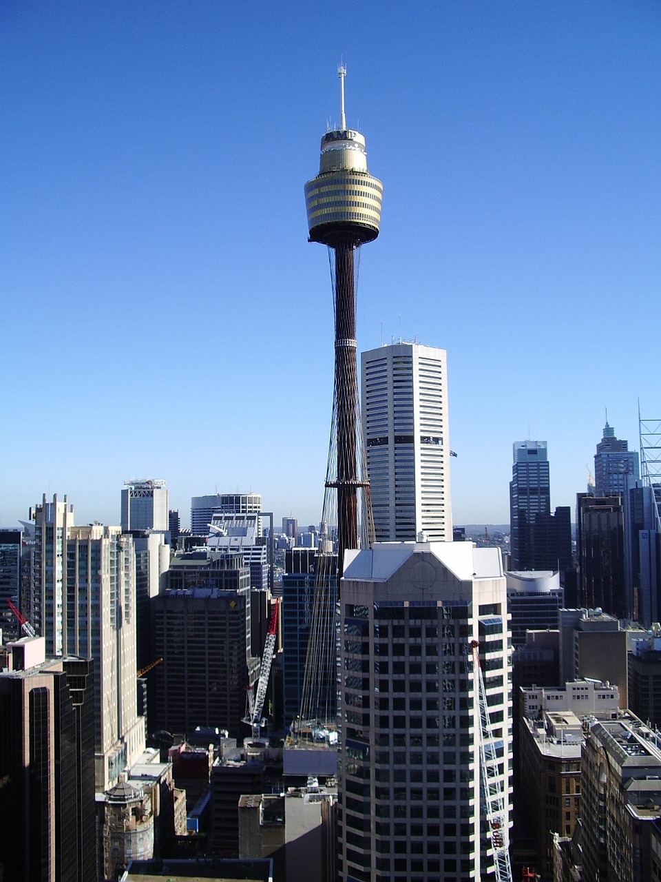 sydney tower city free photo