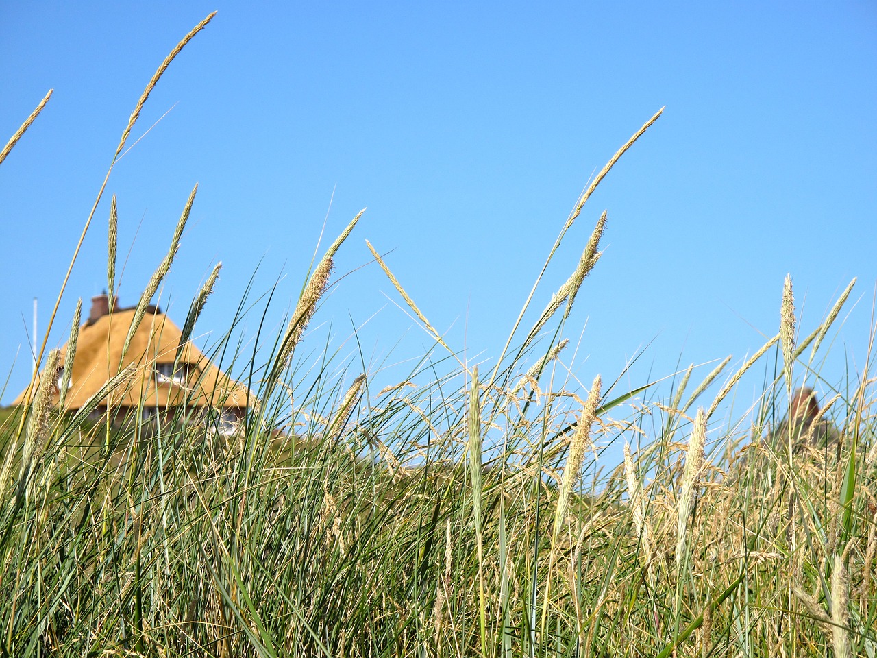 sylt sun north sea free photo