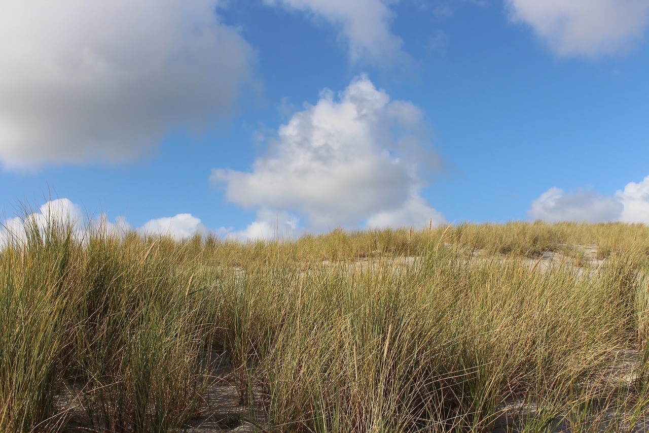 sylt  dune landscape  blue sky free photo