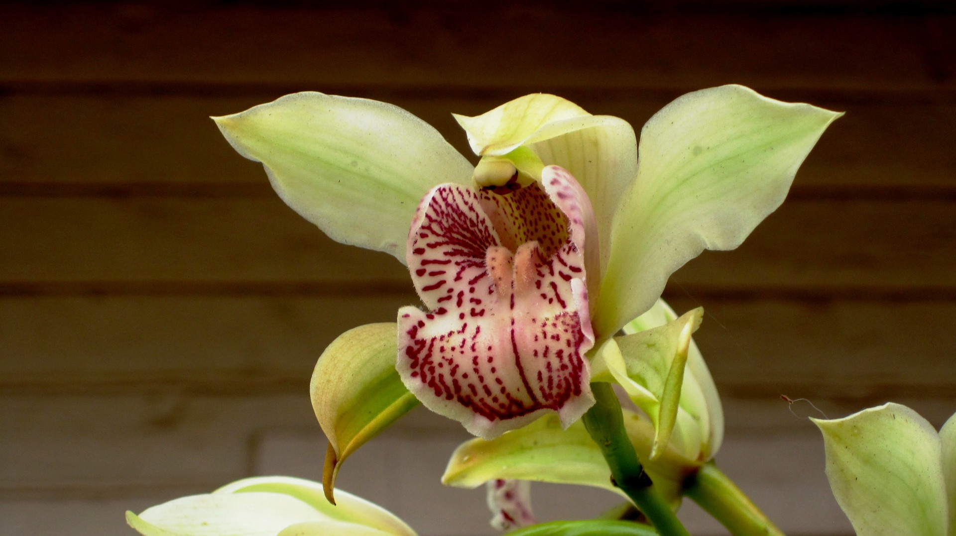 symbidium orchid flower free photo