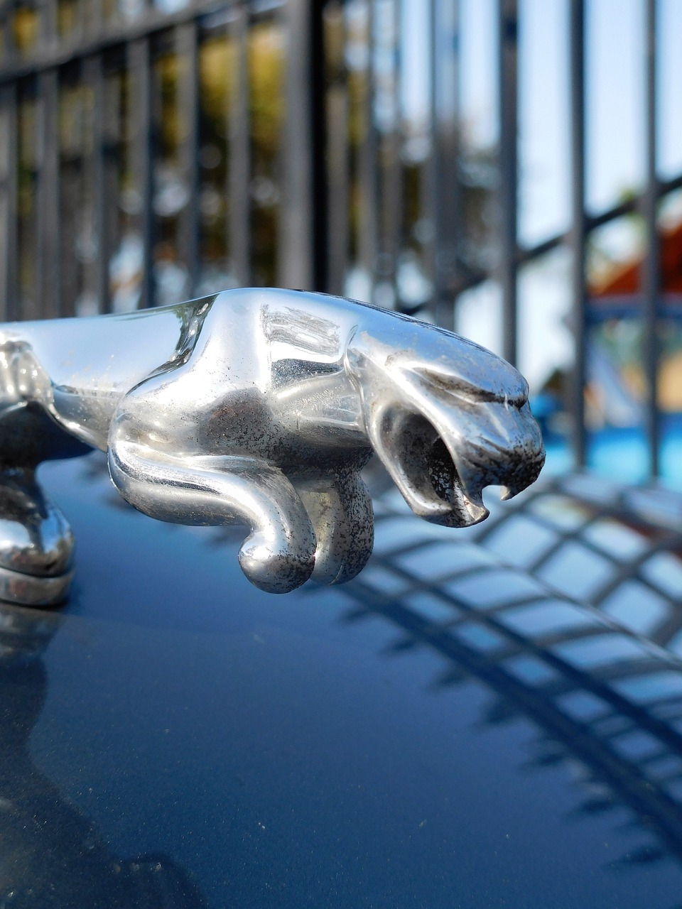 symbol car brand jaguar car free photo