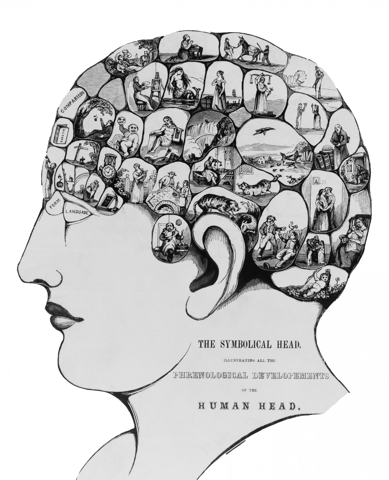 head human brain free photo