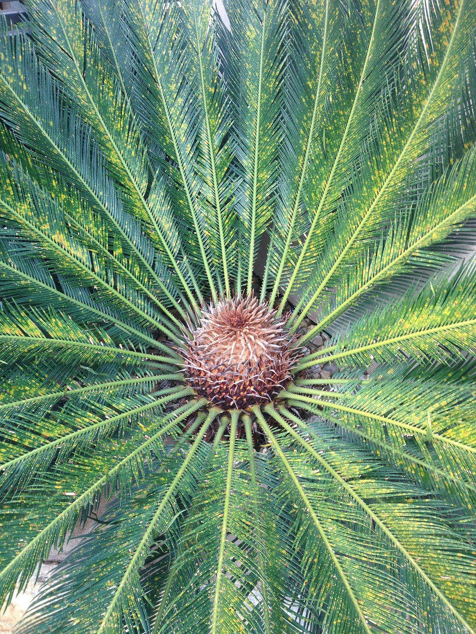 symmetry nature palm tree free photo