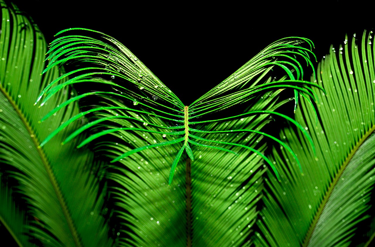 symmetry palm plant free photo