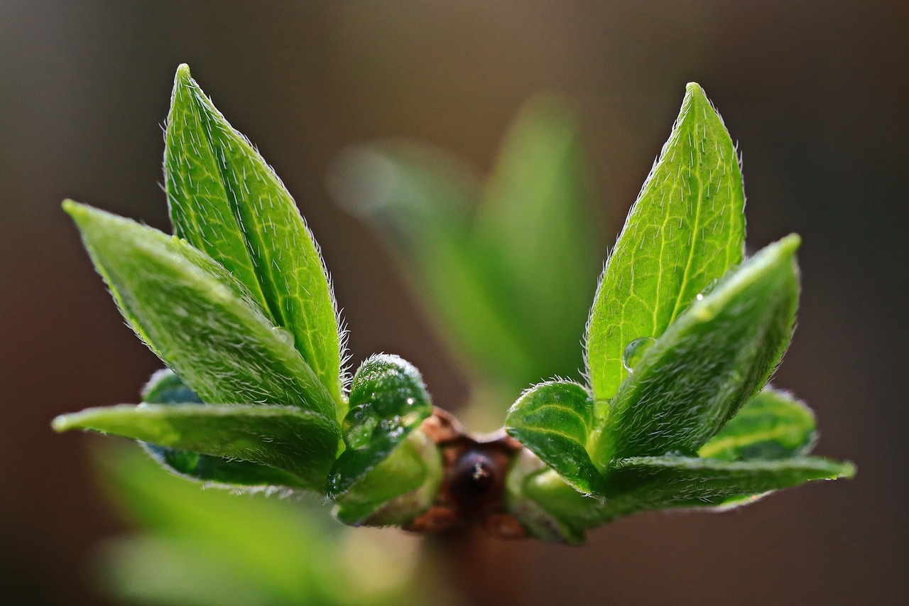 symmetry  bud  leaves free photo