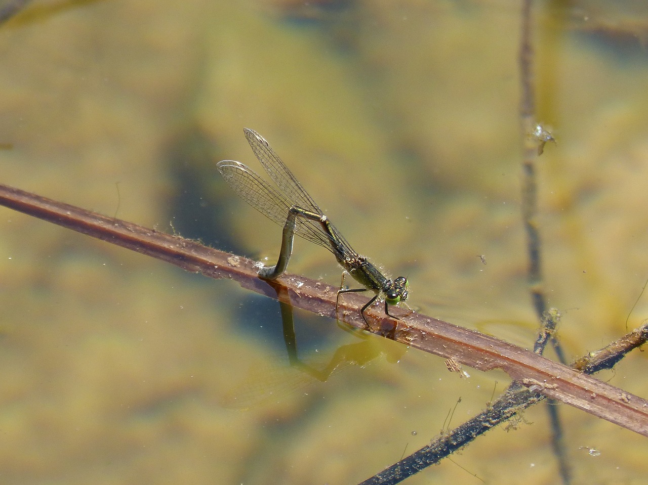 sympecma fusca  dragonfly  damselfly free photo