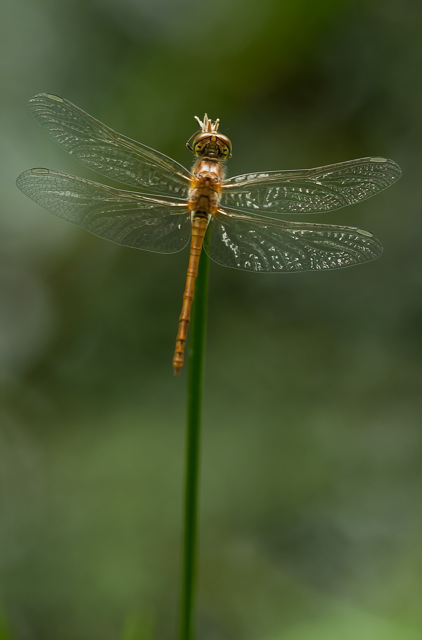 sympetrum striolatum dragonfly darter free photo