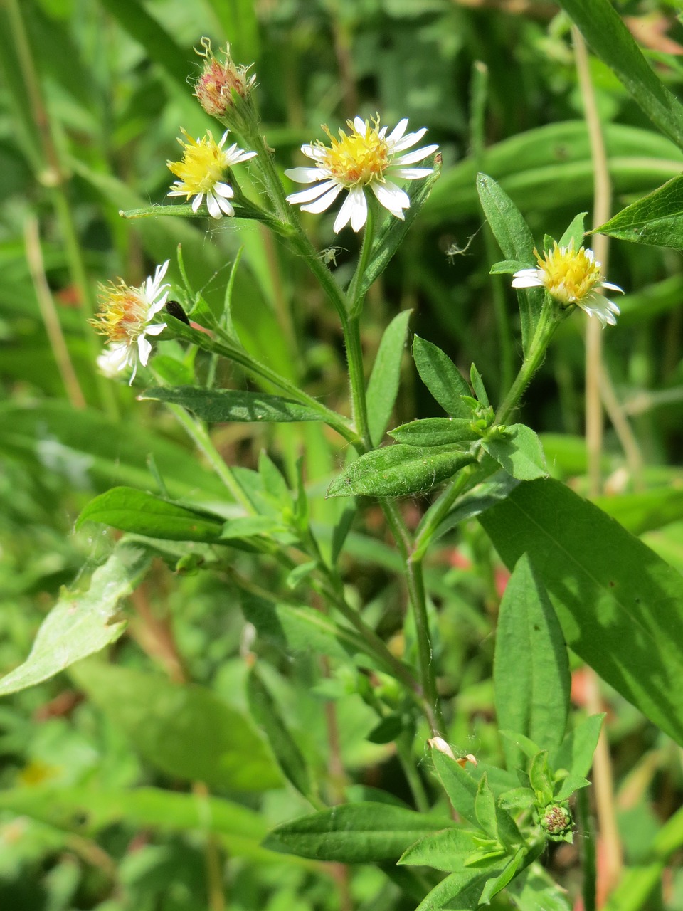 symphyotrichum wildflower flora free photo