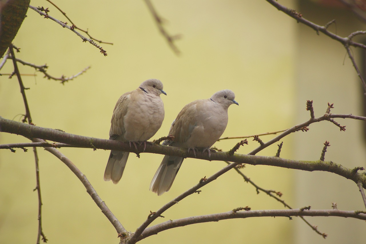 synogarlica  synogarlice  collared dove free photo