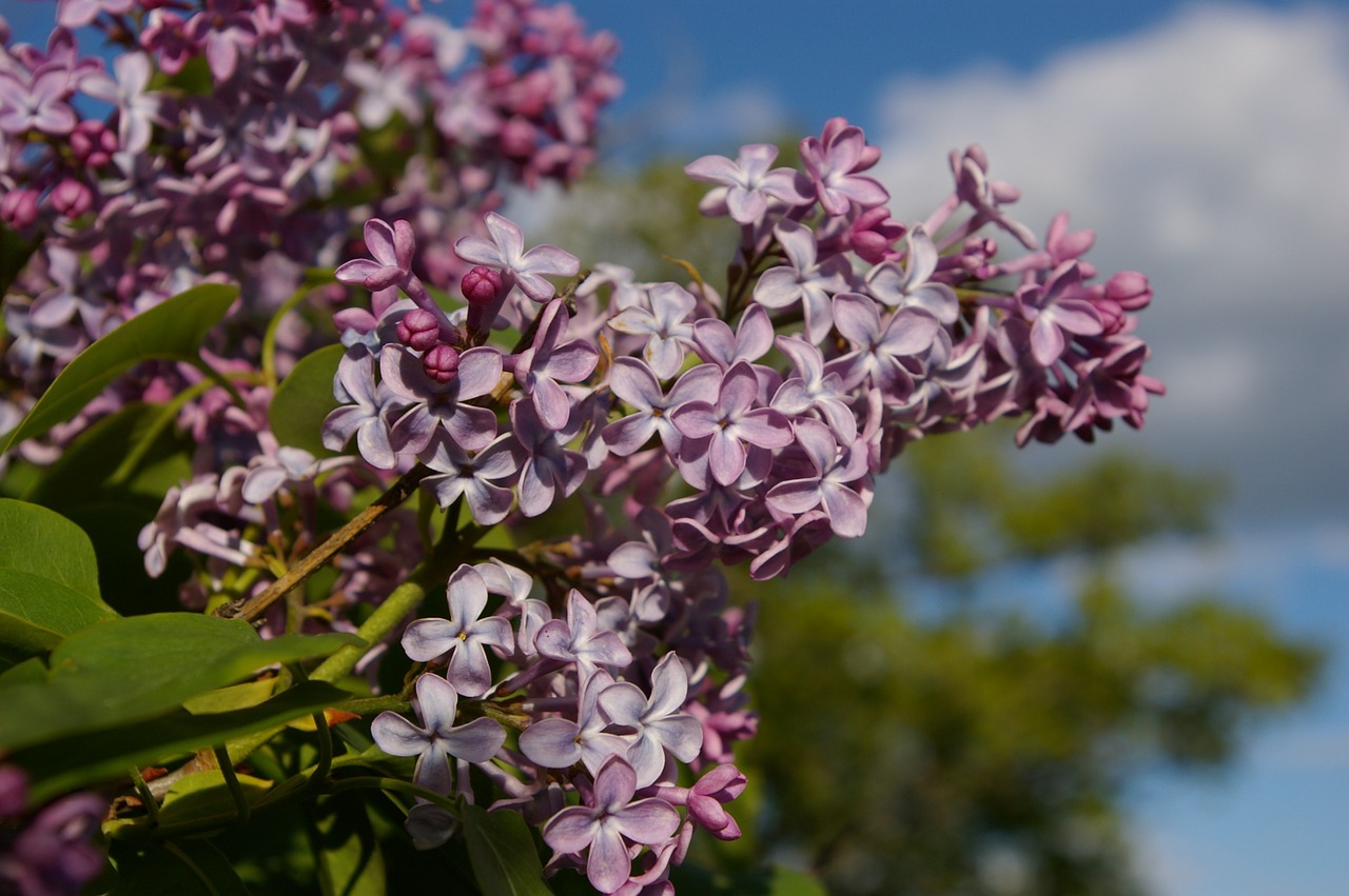 syren flower spring free photo