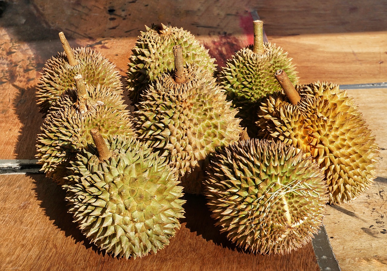 syrian  durio  fruit free photo