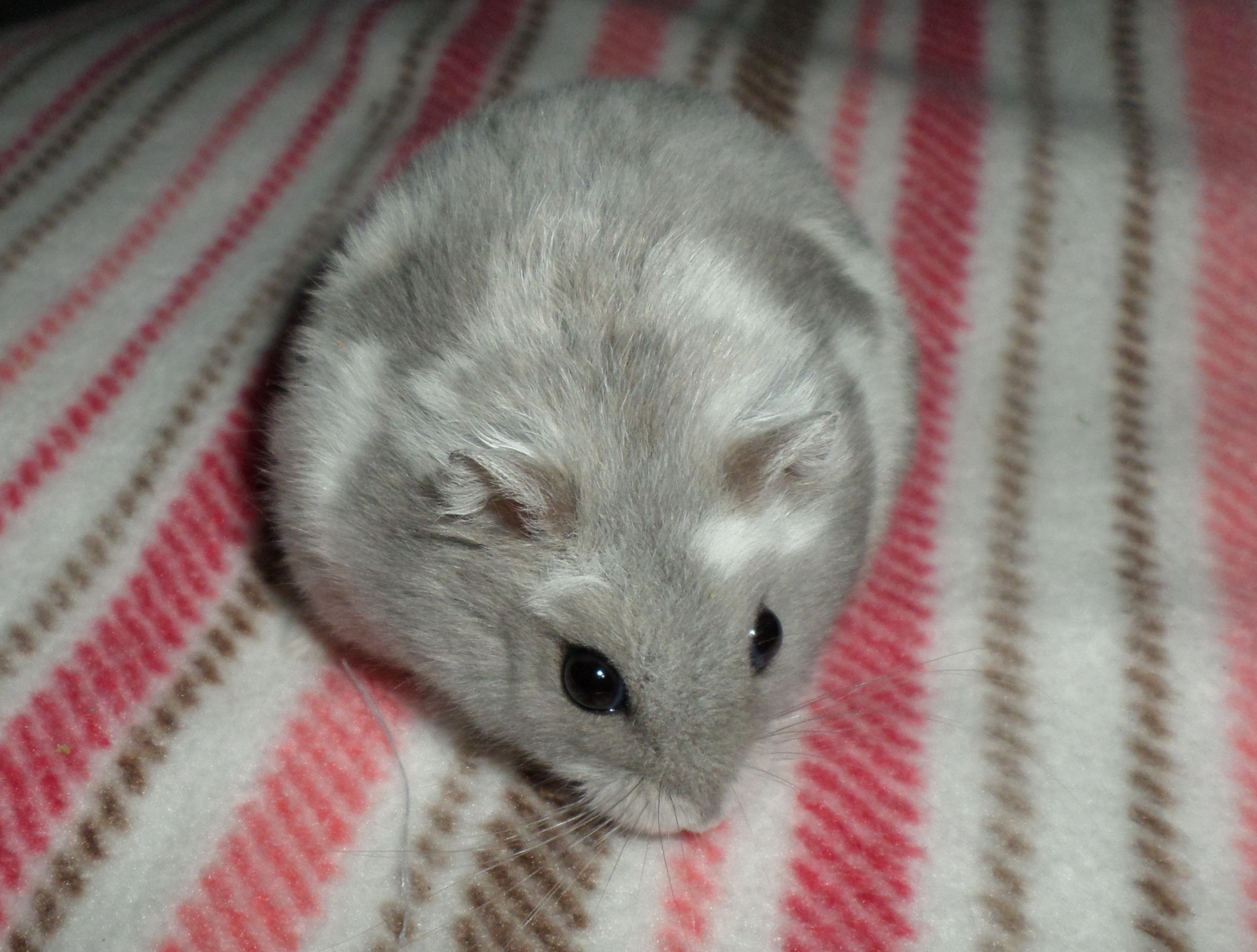 hamster syrian cute free photo