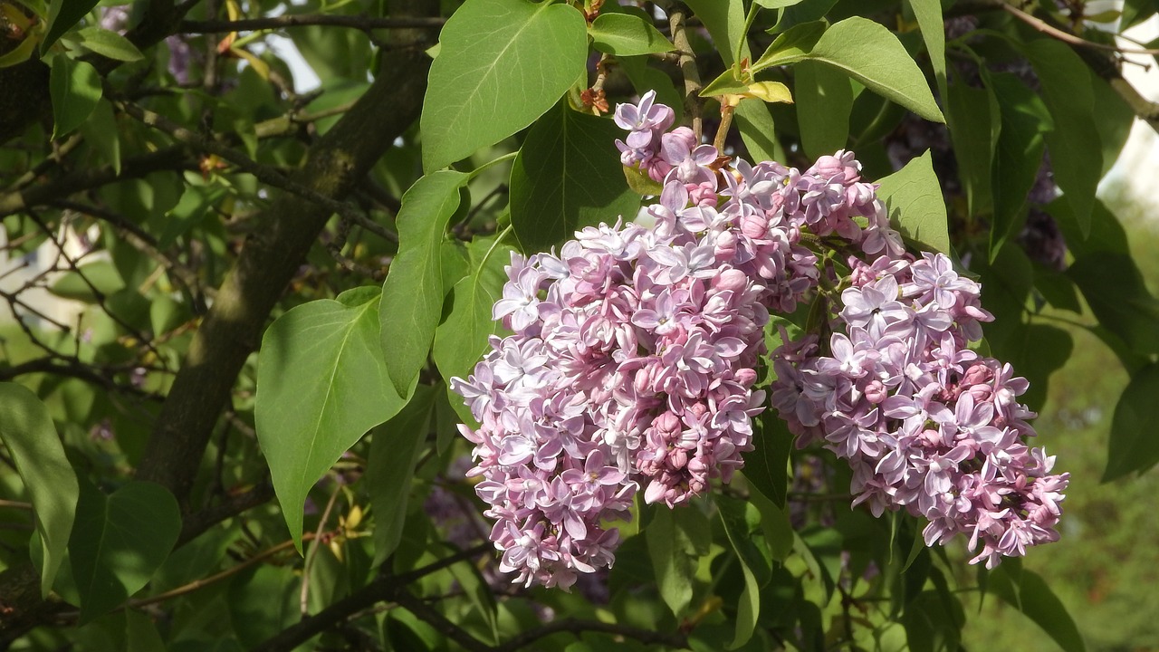 syringa  lilac  lilac shrub free photo